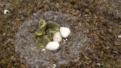 ������������� ��������